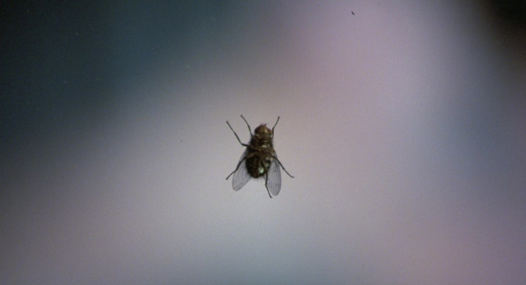 the fly in the fly