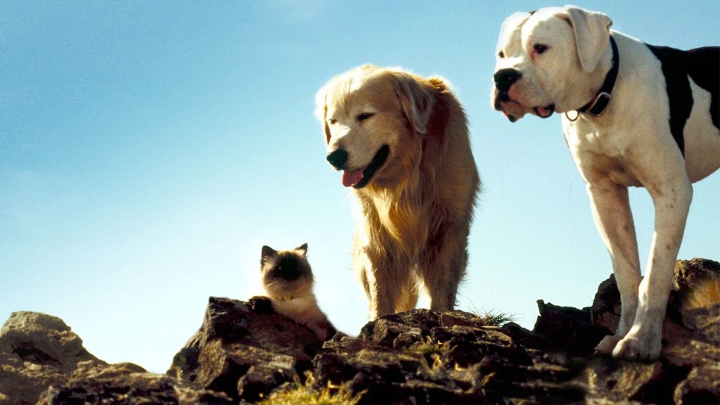 animals in homeward bound the incredible journey
