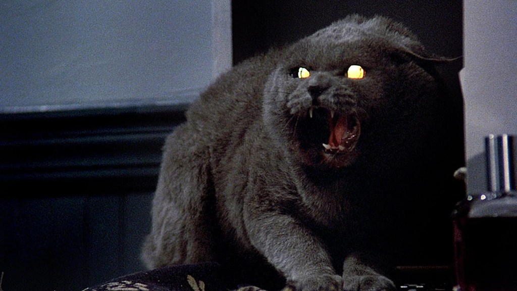 church from pet sematary cute cat russian blue